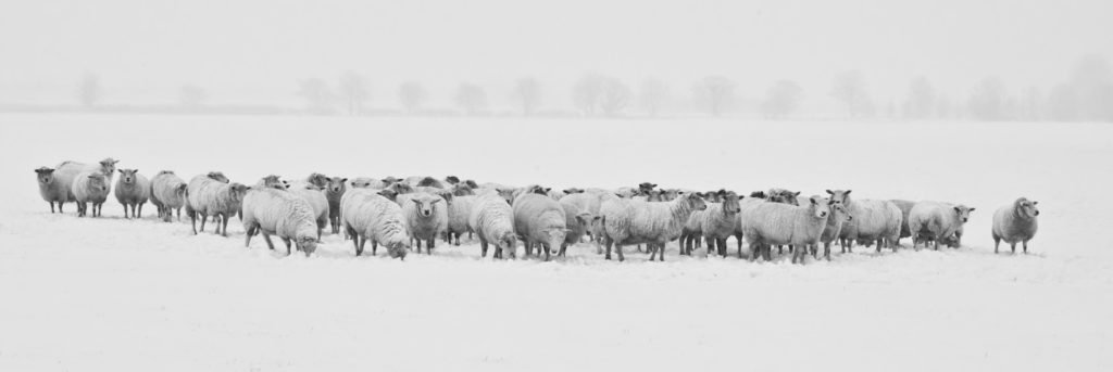 herd of sheep outside snowy grounds