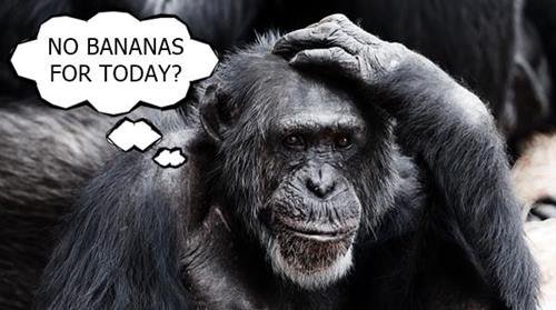 confused ape contemplating what went wrong that results for him not having a banana for the day