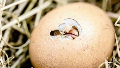 Like the chick going out of its shell, do not give up to build wealth online, even the going gets tough